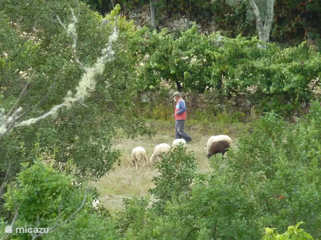 Unter dem Haus im Tal, werden Sie oft den Schäfer mit seinen Schafen begegnen.