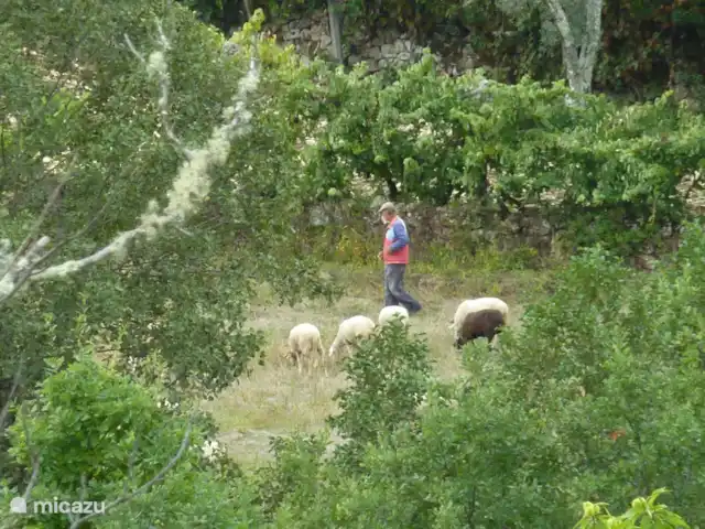 villa en Portugal, Viseu, Casfreires – Villa Casa Renata Debajo de la casa en el valle, a menudo encontrarás al pastor con sus ovejas.