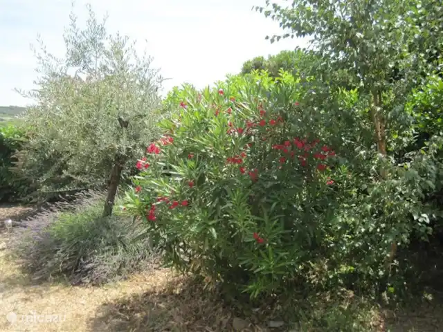 Le Petit Paradis | France, Hérault, Faugères - bungalow lavande, lauriers roses, olives vraiment méditerranéennes