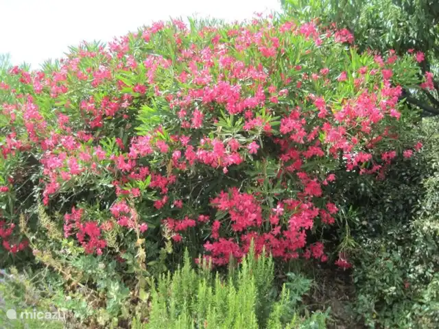 Le Petit Paradis | France, Hérault, Faugères - bungalow quelle splendeur florale !!