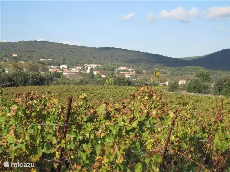 view over the vineyards