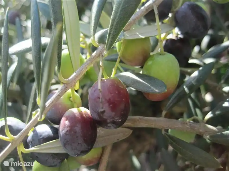 in the garden also an olive tree