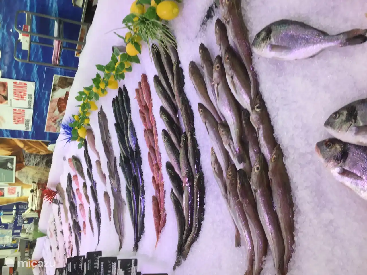 Fish from the Mediterranean Sea