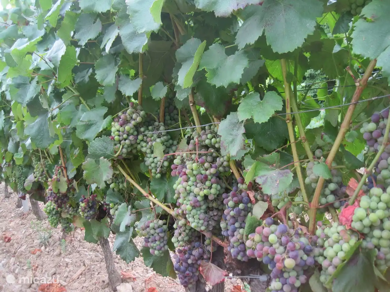 Grapes, grapes, grapes