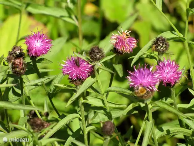 vakantiehuis huren in Groot-Brittannië, Cumbria, Nenthead – Cotterill Barn ... en vele bloemetjes in de zomer