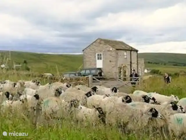 vakantiehuis huren in Groot-Brittannië, Cumbria, Nenthead – Cotterill Barn schapen op weg naar de kapper