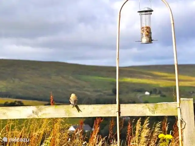 vakantiehuis huren in Groot-Brittannië, Cumbria, Nenthead – Cotterill Barn en vogels ook