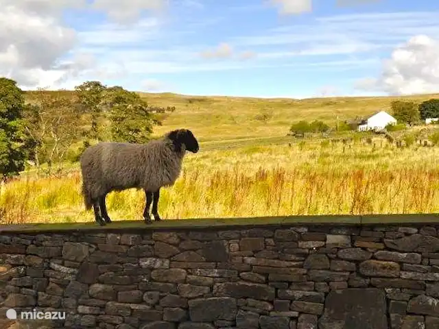 vakantiehuis huren in Groot-Brittannië, Cumbria, Nenthead – Cotterill Barn een buurvrouw op bezoek