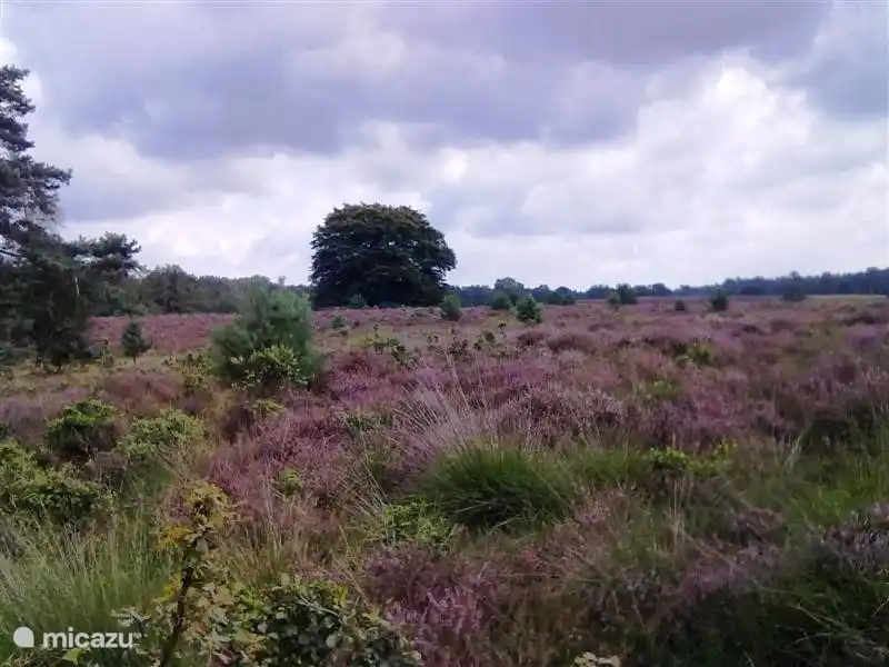 Wyandotte I und II: weniger als 5 Gehminuten mitten in Wald und Heide
