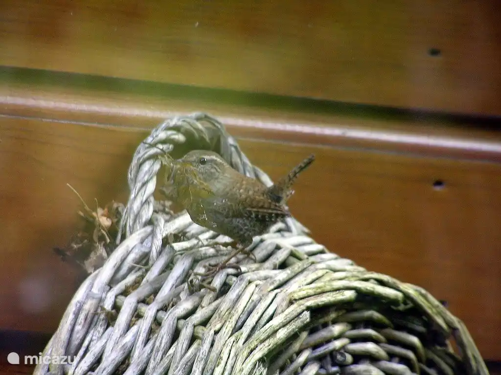 Wren ist damit beschäftigt, Ziegel zu mauern. Foto vom Wohnzimmer aufgenommen