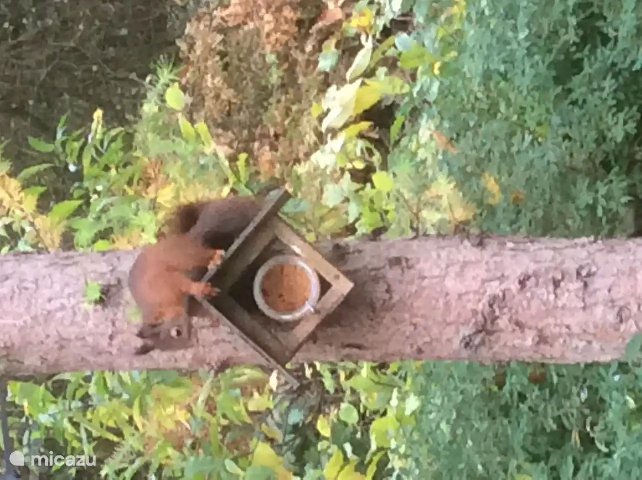 Erdnussbutter ist schwer zu bekommen. Wenn du ihn nicht richtig sicherst, laufen die Eichhörnchen mit dem ganzen Topf davon 