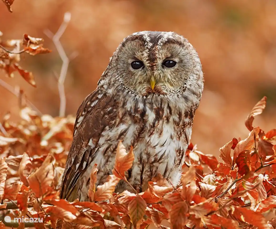 Auch ein regelmäßiger und neugieriger Besucher