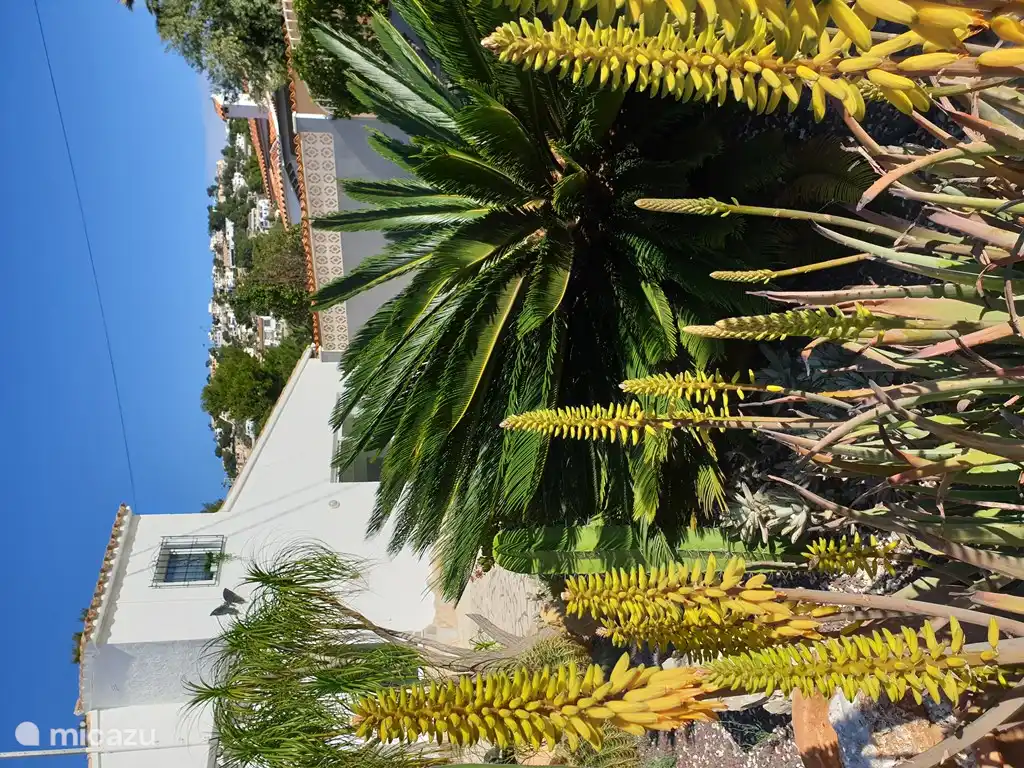 En el jardín encontrará una gran variedad de plantas mediterráneas.