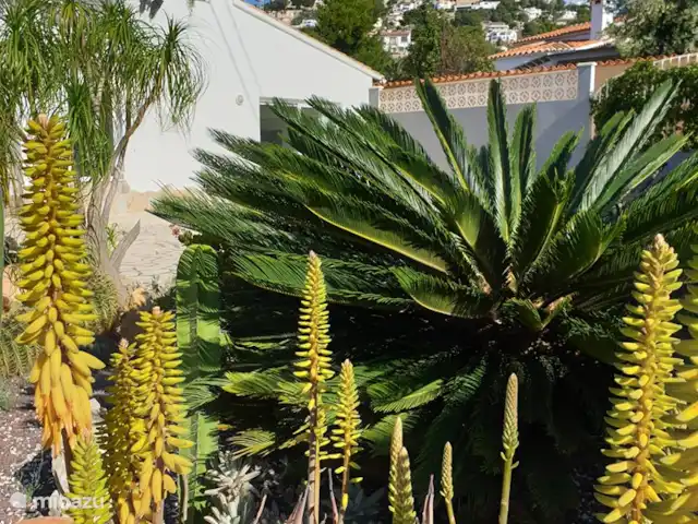 El viaje de la MARIPOSA, San Jaime huren in Spanje, Costa Blanca, Moraira - villa In de tuin vind je een grote verscheidenheid aan mediterrane beplanting.