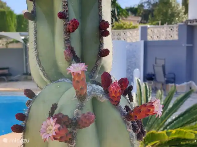 El viaje de la MARIPOSA, San Jaime huren in Spanje, Costa Blanca, Moraira - villa Cactus in bloei.
