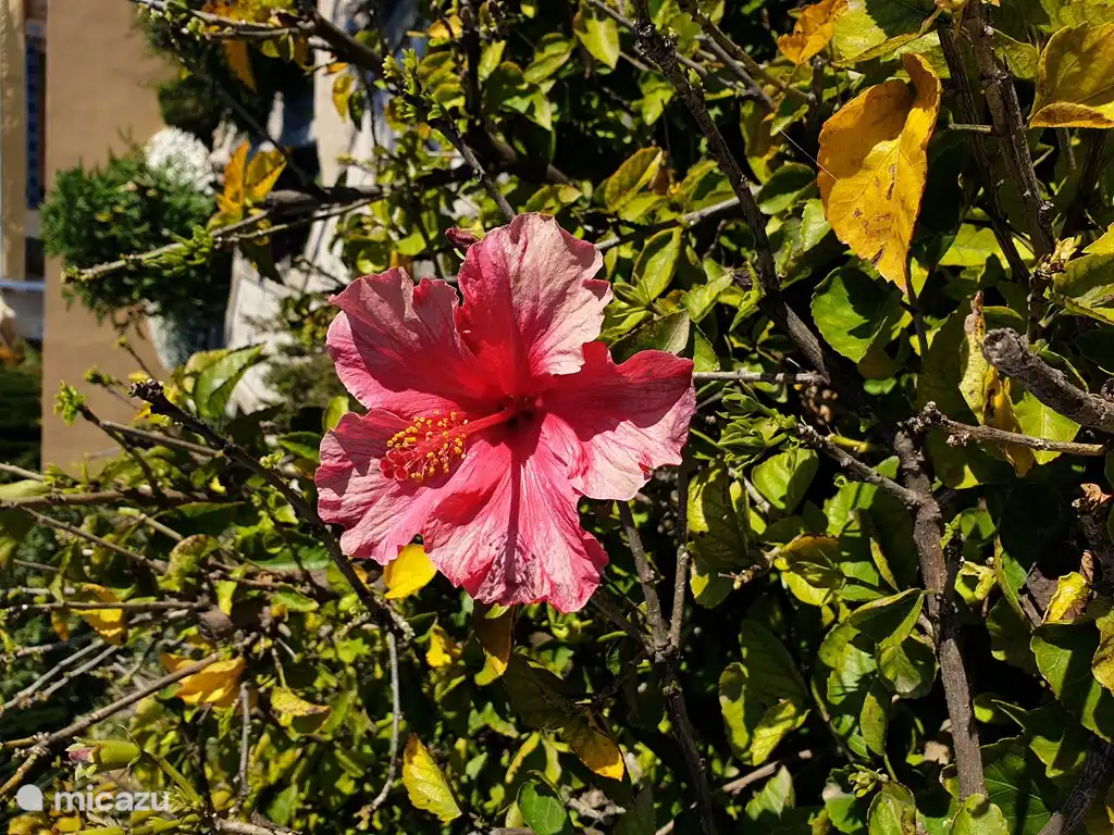 En el jardín encontrará una gran variedad de plantas mediterráneas.