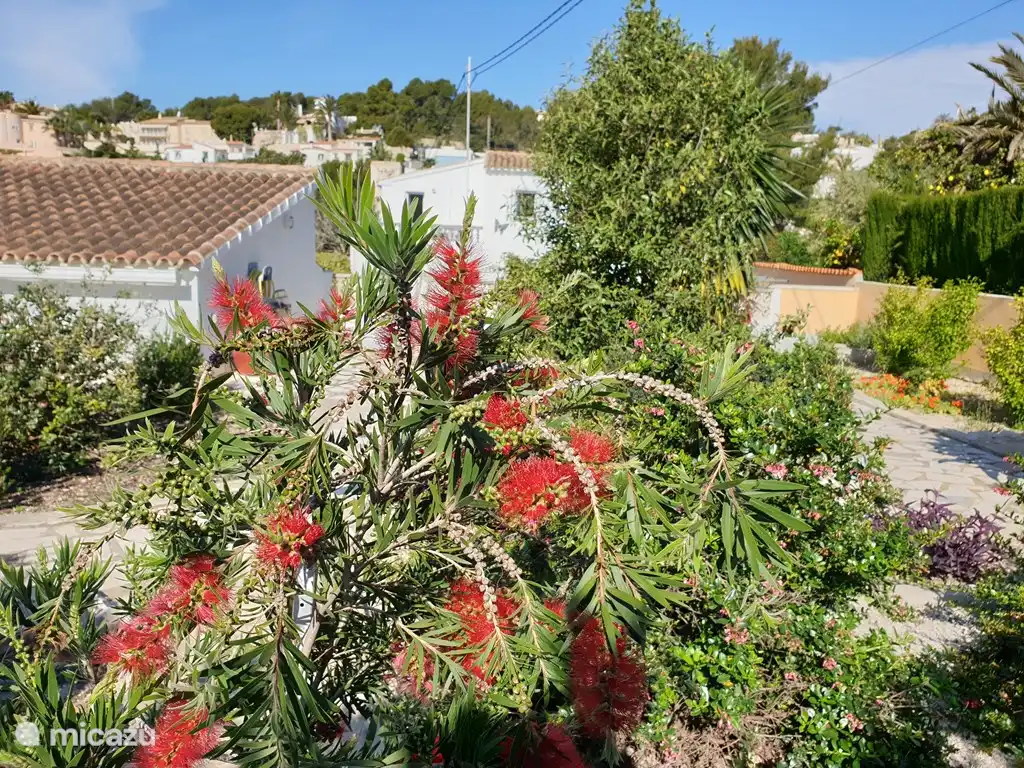 En el jardín encontrará una gran variedad de plantas mediterráneas.