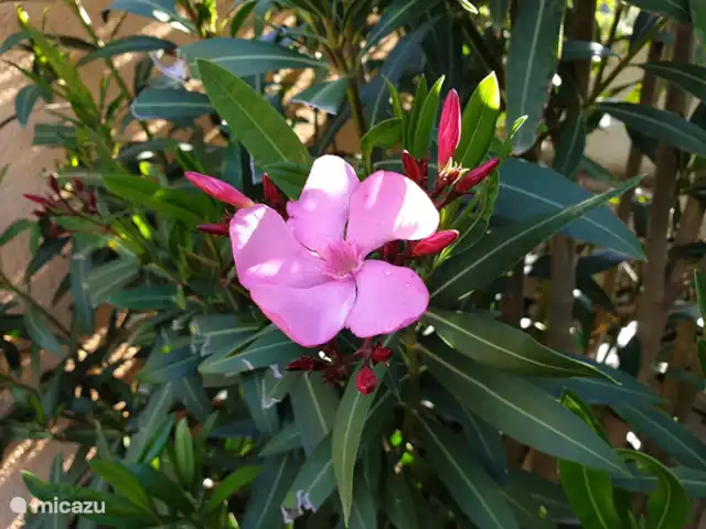 El viaje de la MARIPOSA, San Jaime huren in Spanje, Costa Blanca, Moraira - villa Bloeiende oleander.