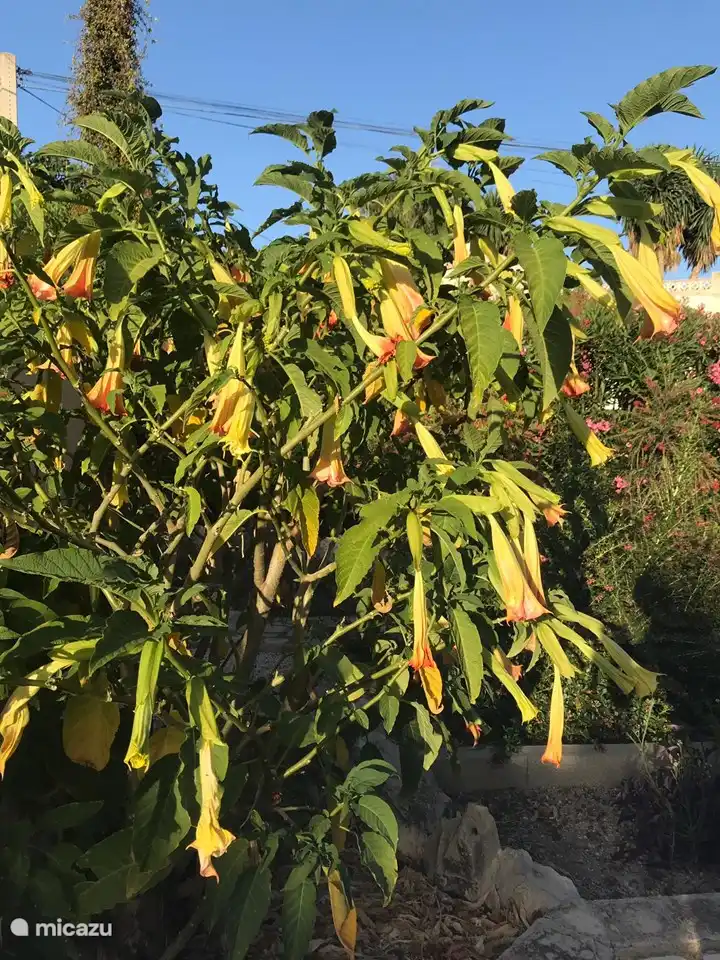 En el jardín encontrarás una gran variedad de plantas mediterráneas