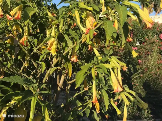 El viaje de la MARIPOSA, San Jaime huren in Spanje, Costa Blanca, Moraira - villa In de tuin vind je een grote verscheidenheid aan mediterrane beplanting