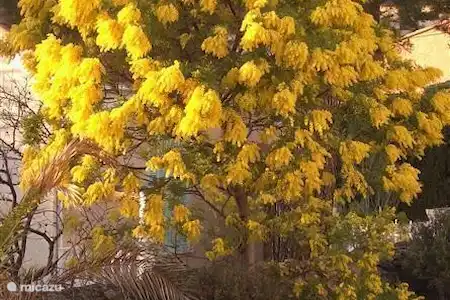 Fleurs sauvages
