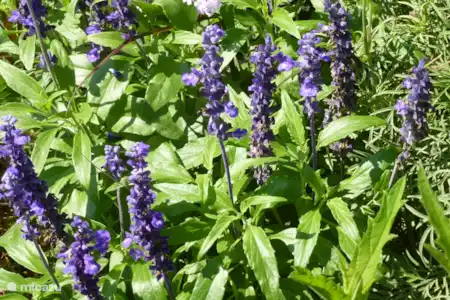 Fleurs sauvages