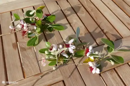 Fleurs sauvages