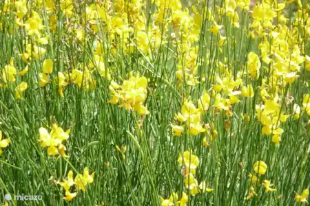 Fleurs sauvages