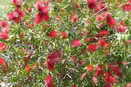Fleurs sauvages