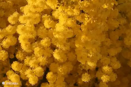 Fleurs sauvages