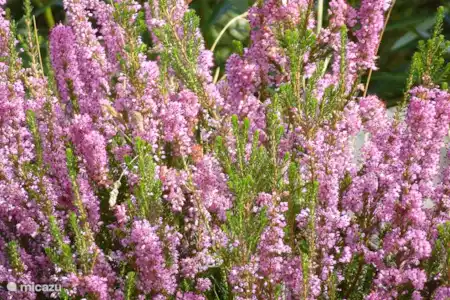 Fleurs sauvages