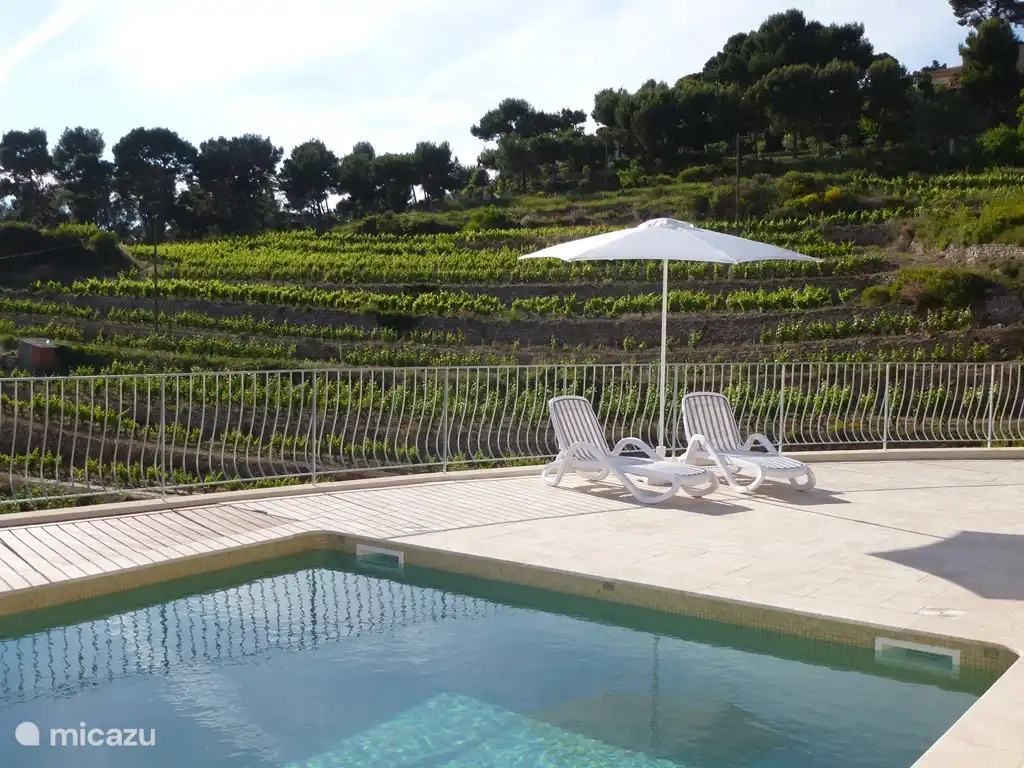 Der Pool befindet sich direkt neben den Reben, die den berühmten Bandol-Wein aus dem Chateau Pibarnon produzieren.