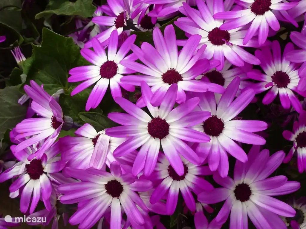 Spanische Gänseblümchen