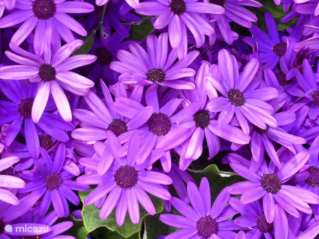 Spanische Gänseblümchen