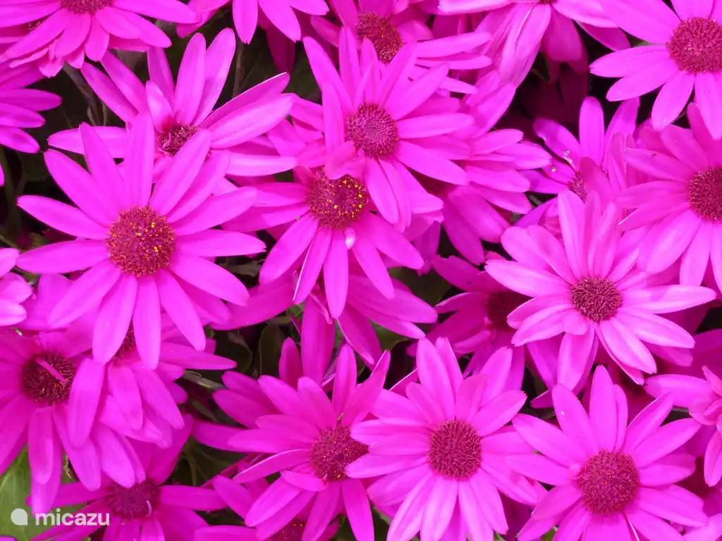 Spanische Gänseblümchen