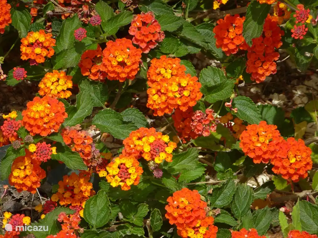 Orange Lantanas