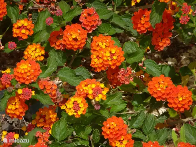 Spacieuse, très spacieuse villa Lou Paradou | France, Côte d'Azur, Bandol - villa Lantanas oranges.