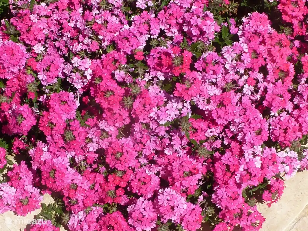 Vervaine, eine Bodendecke.