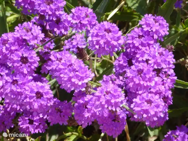 Spacieuse, très spacieuse villa Lou Paradou | France, Côte d'Azur, Bandol - villa Lantanas violets.