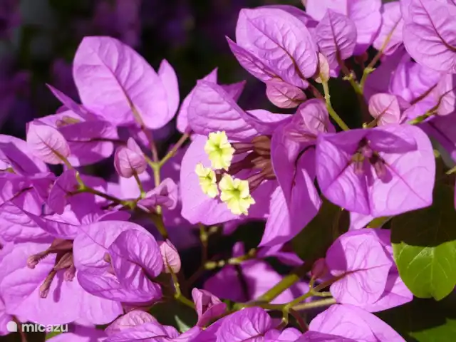 Spacieuse, très spacieuse villa Lou Paradou | France, Côte d'Azur, Bandol - villa Bougainvillier violet clair