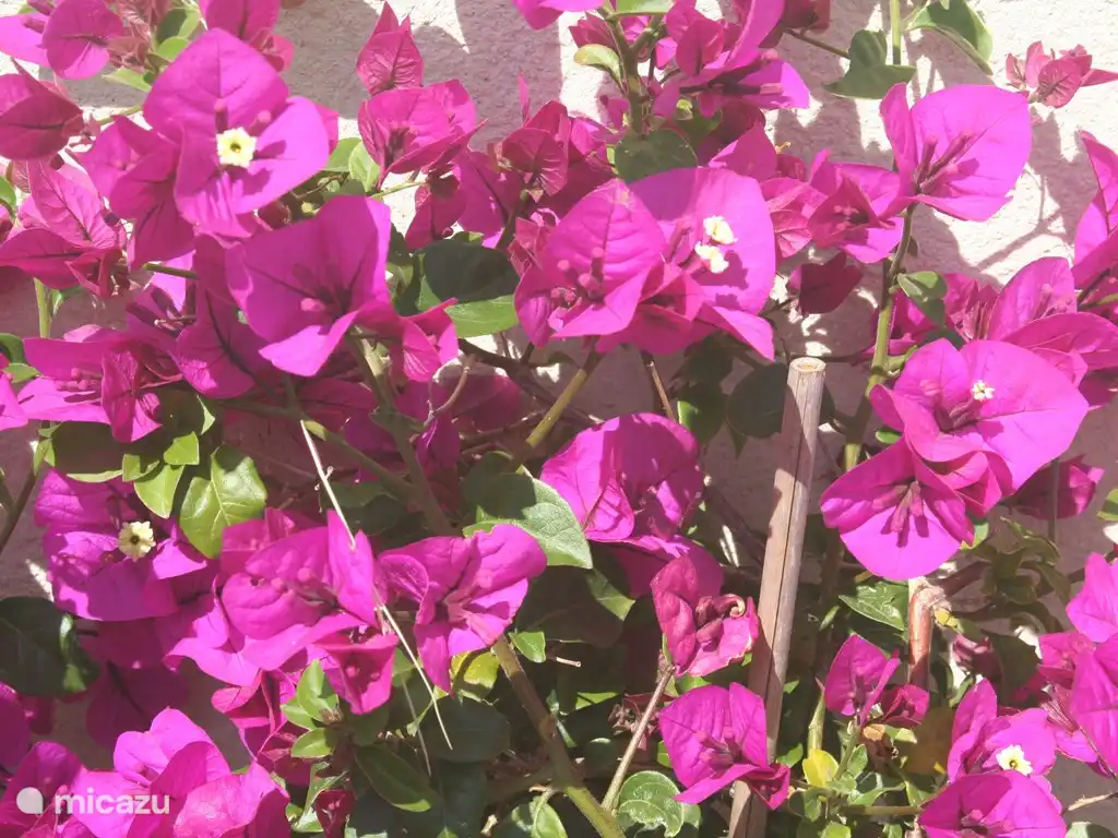 und als dunkelvioletter Bougainvillea.