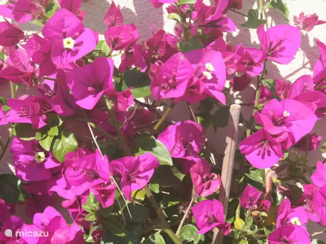 Spacieuse, très spacieuse villa Lou Paradou | France, Côte d'Azur, Bandol - villa Bougainvillier violet foncé.