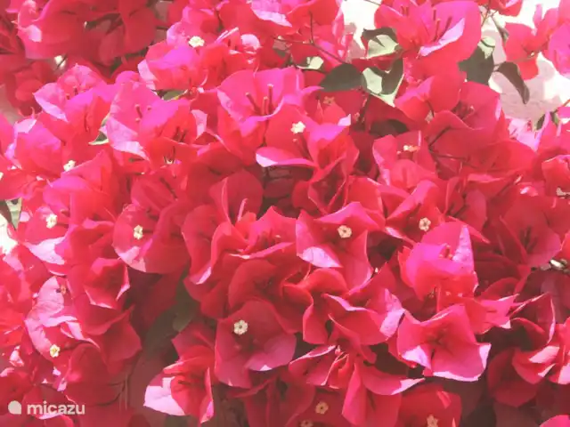 Spacieuse, très spacieuse villa Lou Paradou | France, Côte d'Azur, Bandol - villa Bougainvillier rouge.
