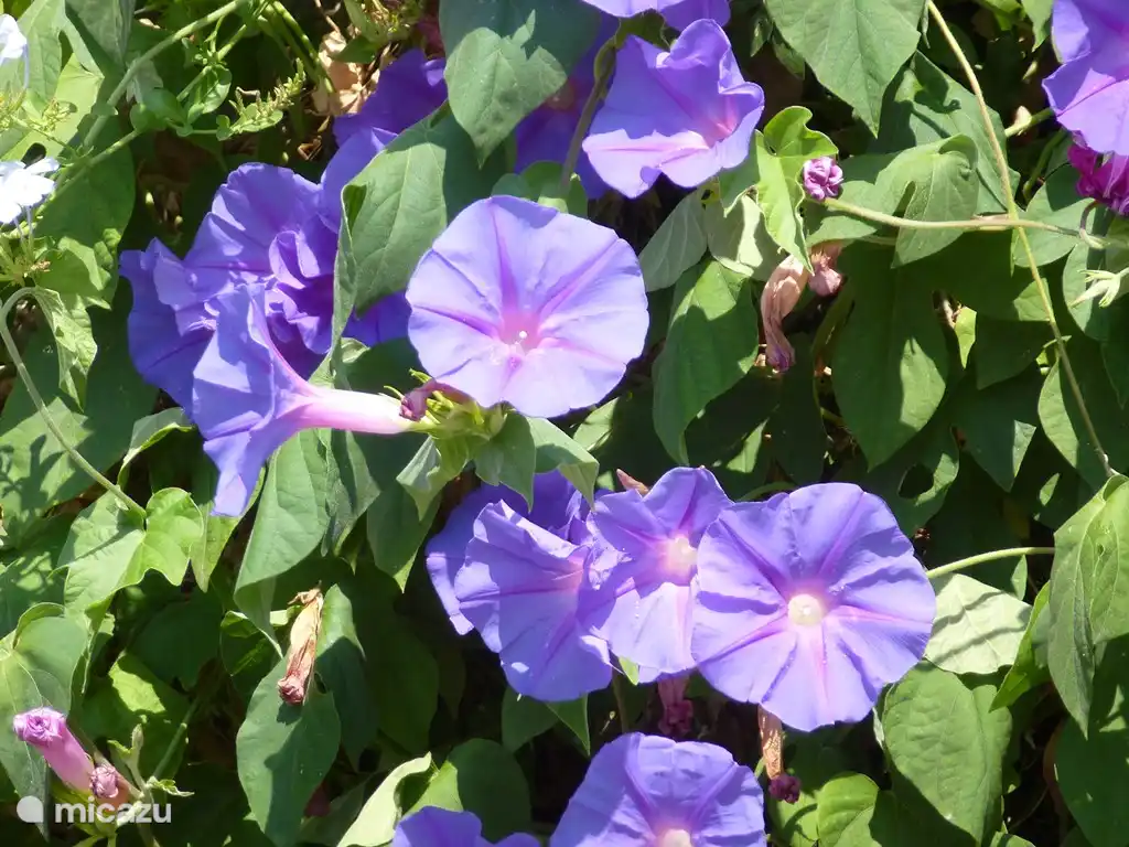 Die Wicke ist ein verbreiteter Parasit.