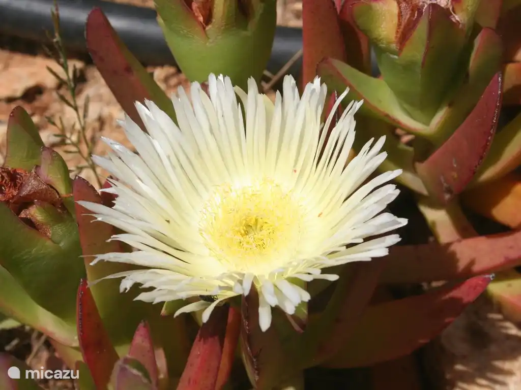 Wir verwenden Griffe de Sorcière als Bodendecker. Blumen beide weiß ...