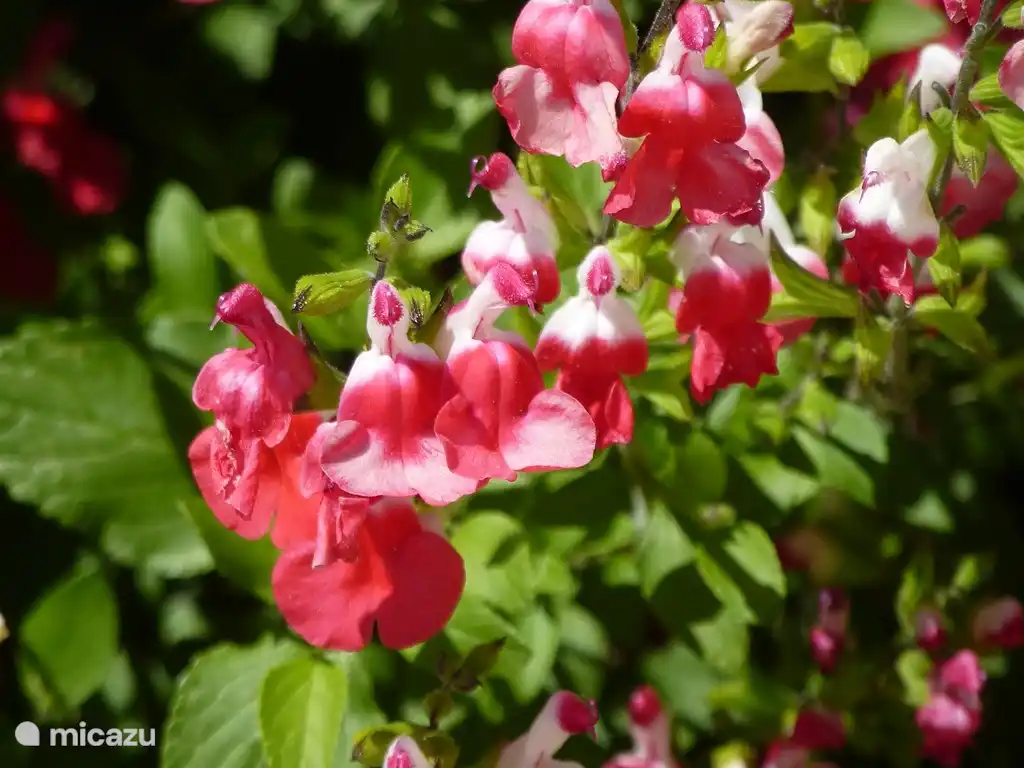 Sehr kleine Blüten, die viele Bienen anziehen.