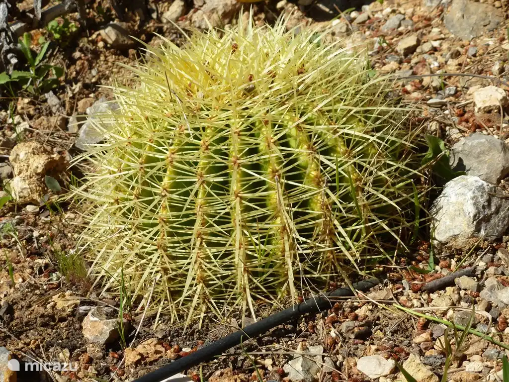 Ein Kaktus von der Größe eines Fußballs ...