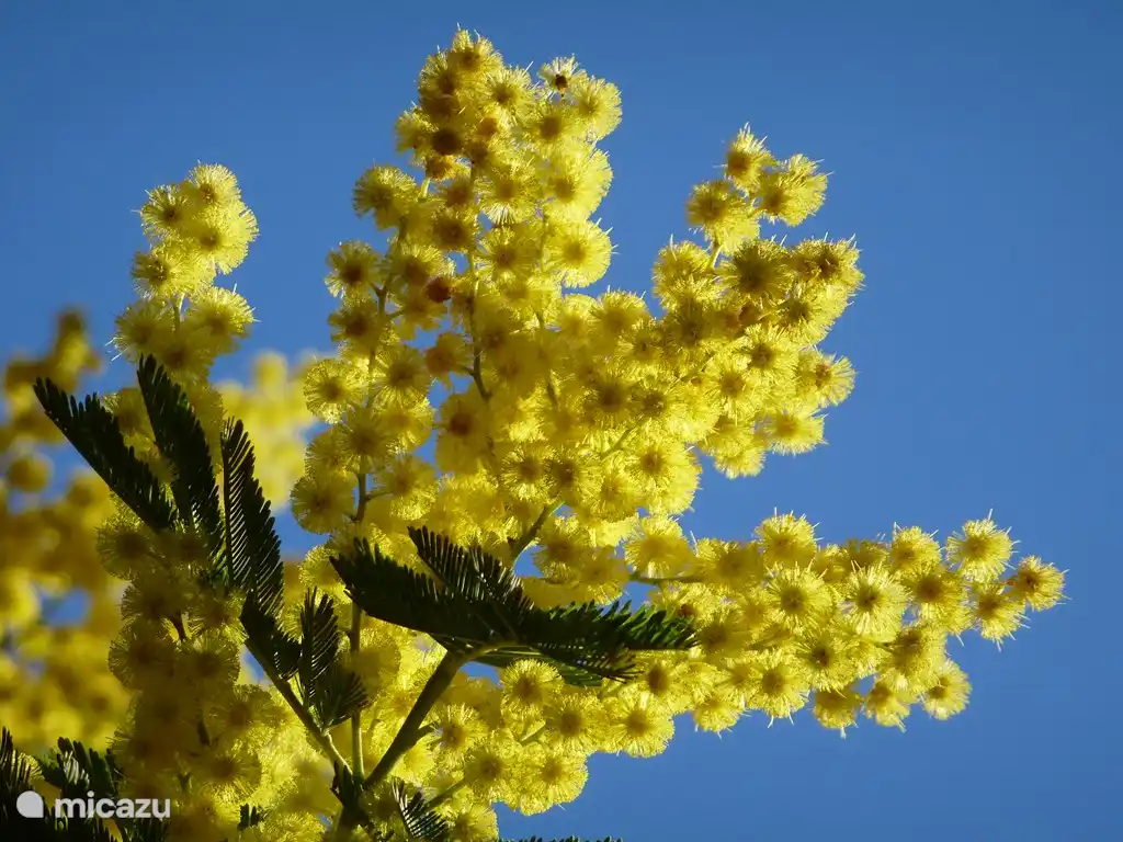 Mimose im Februar.