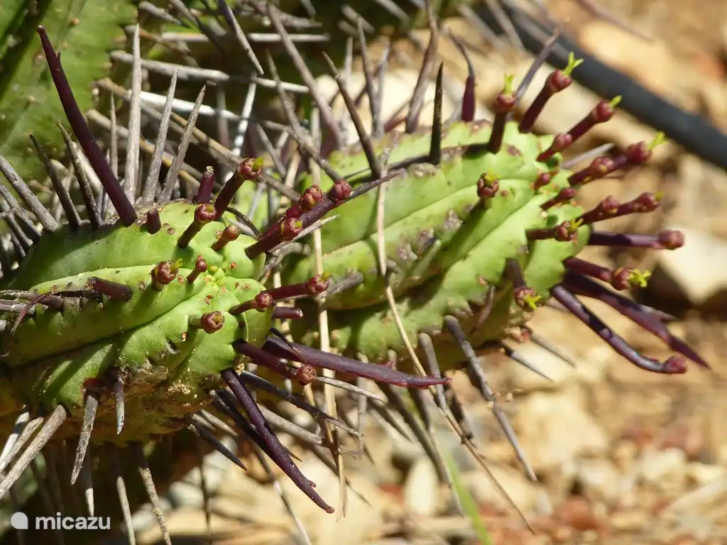 Alle möglichen seltsamen Katzen.