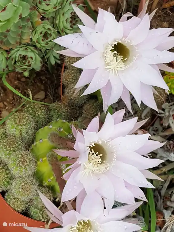 Manchmal als kleine Pflanze mit großen Blüten.